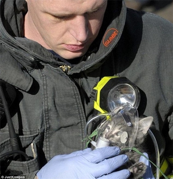 Người lính cứu hỏa đang dùng máy hô hấp cho chú méo con sau khi giải cứu thoát chú khỏi đám cháy.