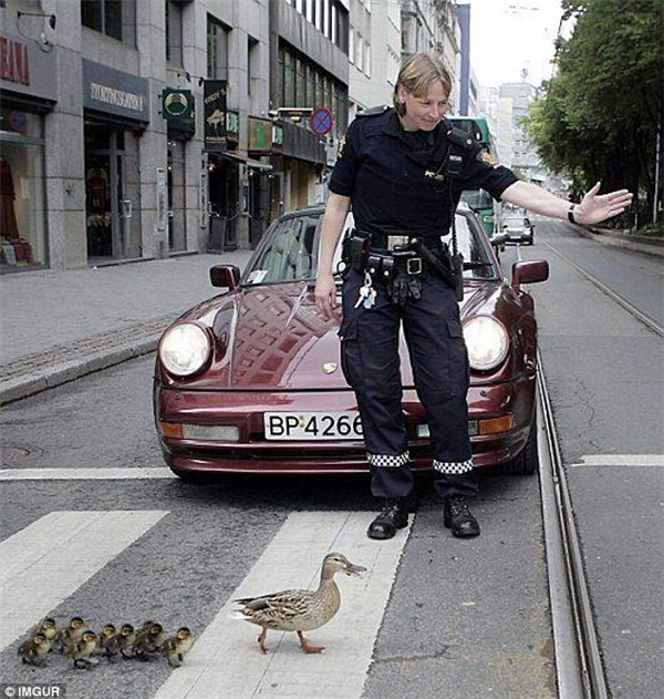 Một nữ cảnh sát đã dừng xe để nhường đàn vịt qua đường một cách an toàn.