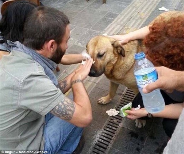 Đám đông đang cố gắng giúp chú chó bị dính hơi cay sau một cuộc biểu tình.