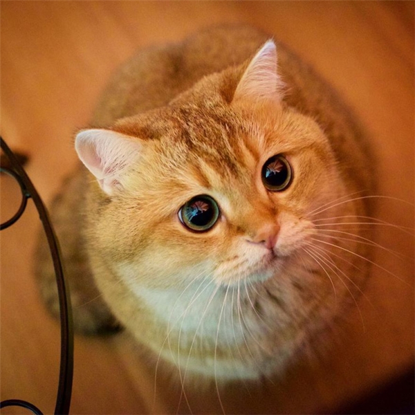 Đôi mắt "biết nói" của Hosico thực sự gây ấn tượng với người đối diện.