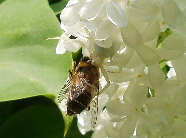 Một chú ong đậu trên một bông hoa, có vẻ quá sức hưởng thụ.