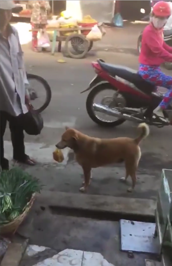 Cà Mau: Chú chó bán vé số khiến người dân ngỡ ngàng
