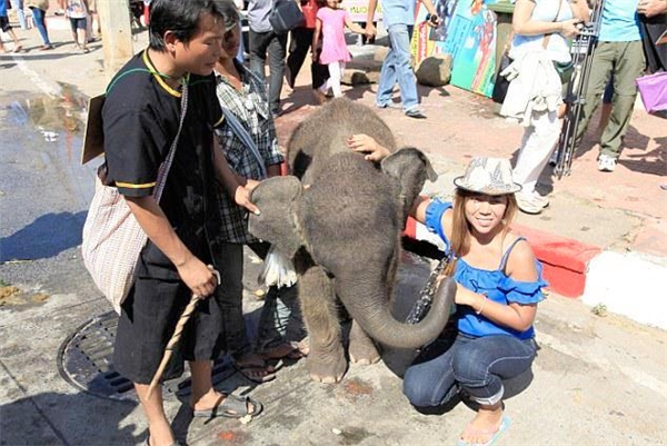 Nhiều du khách hứng thú với việc chụp ảnh cùng những chú voi hiền lành.