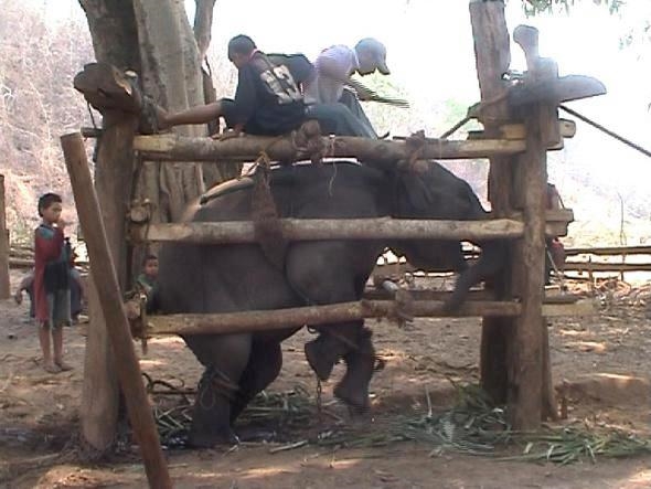 Những chú voi bị bắt về từ nhỏ và luôn trong tình trạng bị giam cầm.