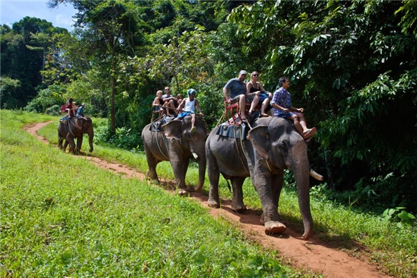 Nhiều du khách lầm tưởng rằng những chú voi này “trông rất ổn” và “vui vẻ” khi gặp họ nhưng thật sự không phải.