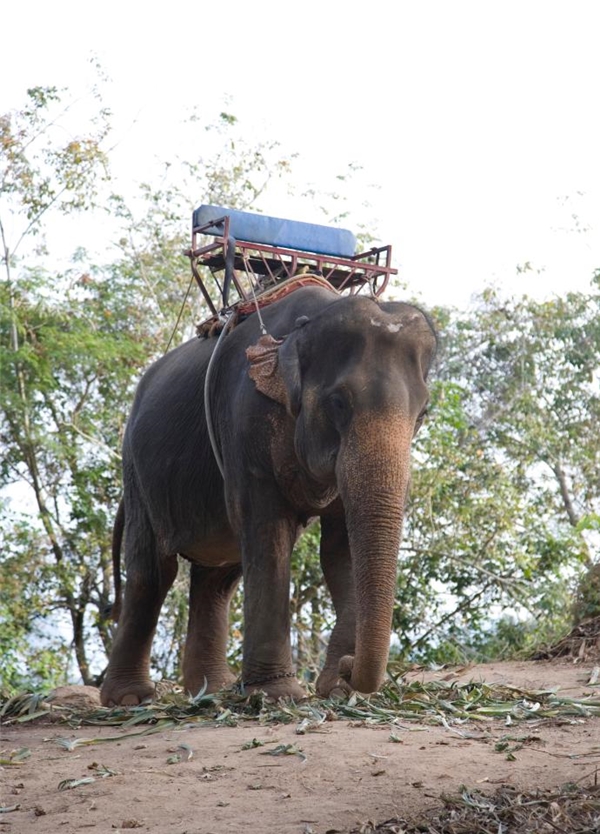 Khi nào khách du lịch trên khắp thế giới còn có nhu cầu cưỡi voi thì những chú voi đáng thương vẫn phải chịu đựng sự hành hạ trong một thời gian dài.