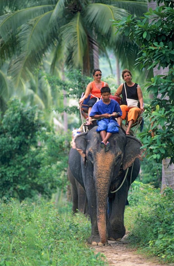 Niềm vui của du khách nhưng lại là sự đau đớn của những chú voi.