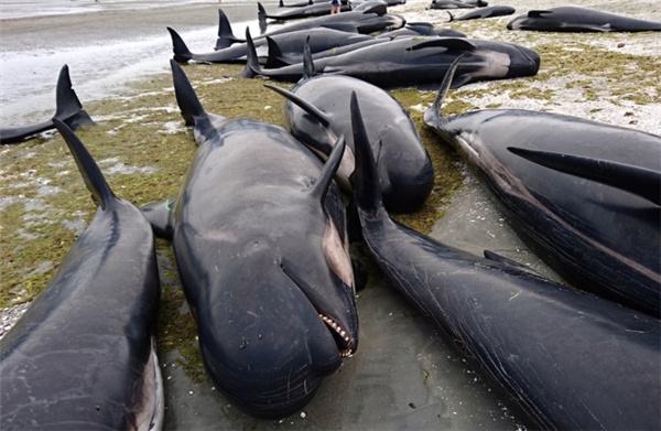 Hàng trăm con cá voi bị trôi dạt vào bờ không rõ nguyên nhân