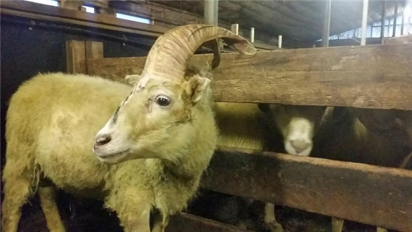 Chú cừu "một sừng" trong trang trại nhà Bjarni Bjarnason.