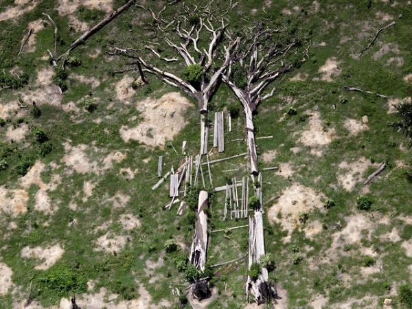Những mảnh gỗ được xếp thành hình một cây khổng lồ nằm trong khuôn khổ chiến dịch đốn rừng bất hợp pháp ở Novo Progresso, Bắc Brazil.