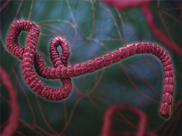 Ảnh 3D của virus Ebola