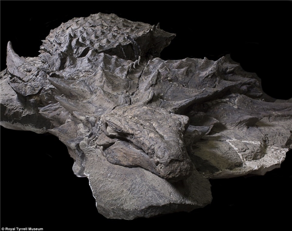 Con khủng long nodosaur này có thể đã sống vào giữa kỷ Phấn trắng, cách nay khoảng 110-112 triệu năm.