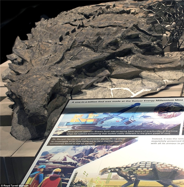 Mẫu hóa thạch hiện đang được trưng bày tại Bảo tàng Royal Tyrrell ở Canada.