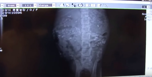 Hình ảnh chụp X-quang dạ dày của mèo con cho thấy có rất nhiều viên sỏi nhỏ bên trong dạ dày.