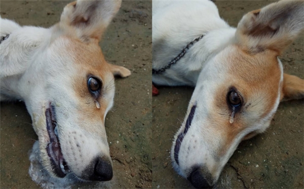 Hình ảnh chú chó hấp hối khiến nhiều người rớt nước mắt.