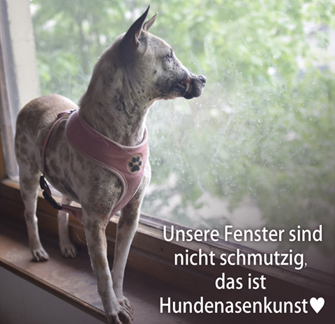 Chú chó từng bị buộc mõm đến hoại tử giờ đã xuất ngoại sang Đức