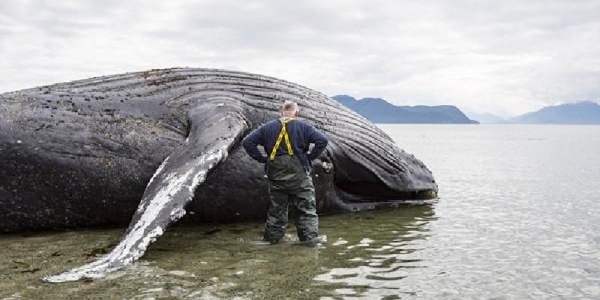 Xẻ thịt cá voi dạt vào bờ, các nhà khoa học suýt ngậm trái đắng