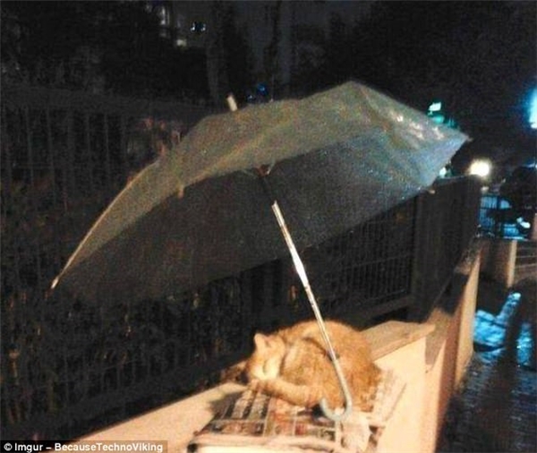 Người đi đường tốt bụng đã tặng cho chú mèo này một chiếc ô để che mưa.