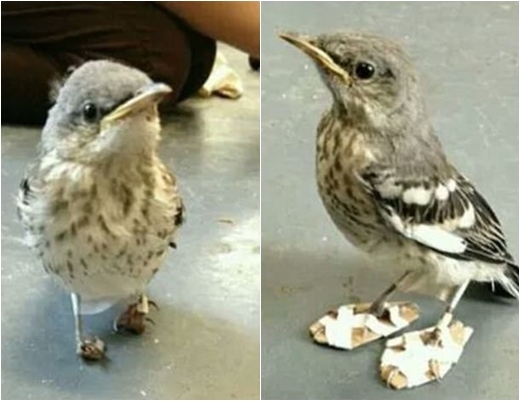 Một người đã cất công tỉ mỉ làm một đôi dép "mini" để mang vào chân chú chim bị thương tội nghiệp.