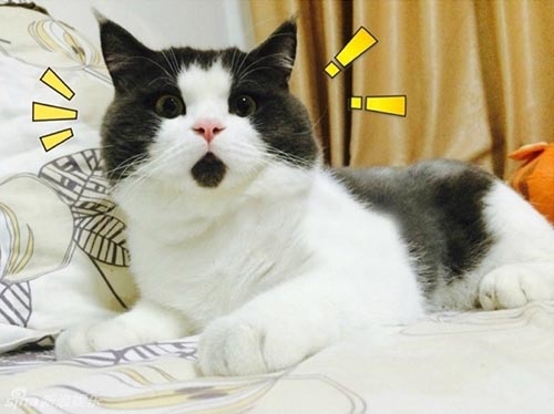 Hay chú mèo Banye lại nổi tiếng nhờ biểu cảm "Oh my God".