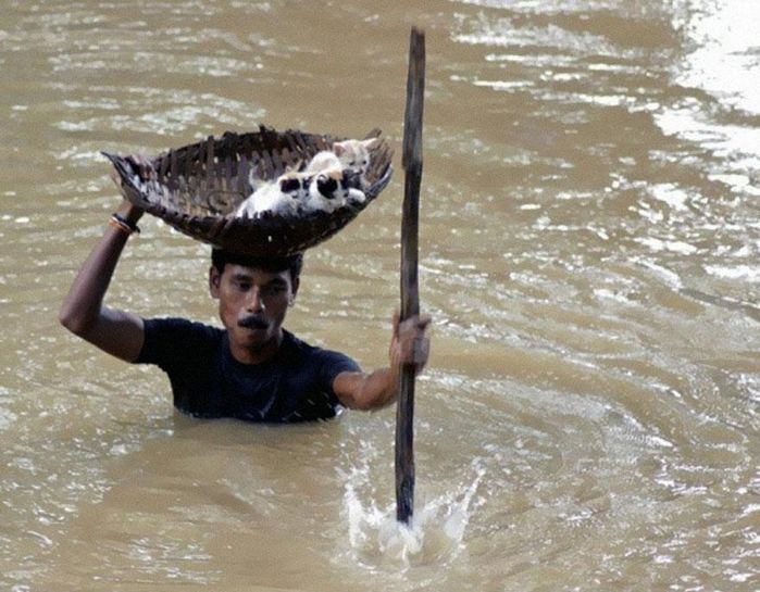 
Một người đàn ông không ngại mưa lũ đã cứu những chú mèo hoang trong trận lũ ở thành Phố Cuttack, Ấn Độ