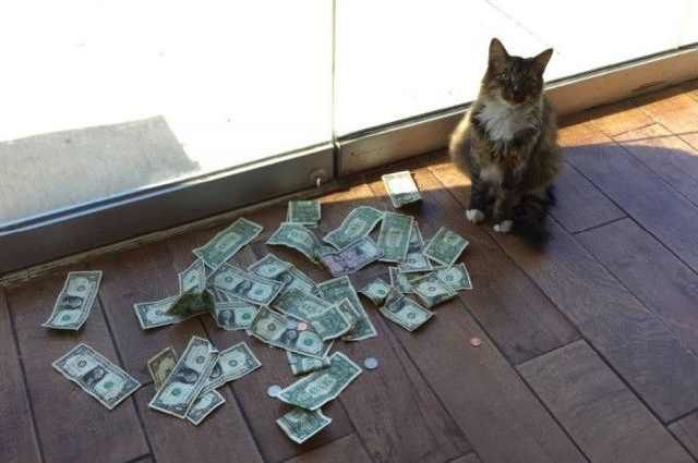 Nhận nuôi chú mèo hoang, người đàn ông liên tiếp thấy tiền trước cửa nhà, tự dưng muốn nuôi mèo quá!