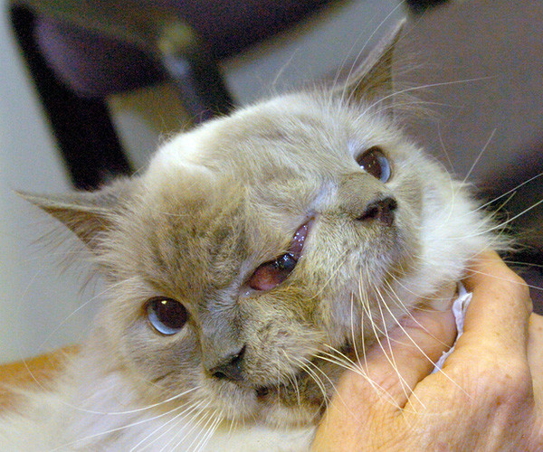 
Chú mèo hai mặt Frankenlouie sống lâu nhất Thế giới