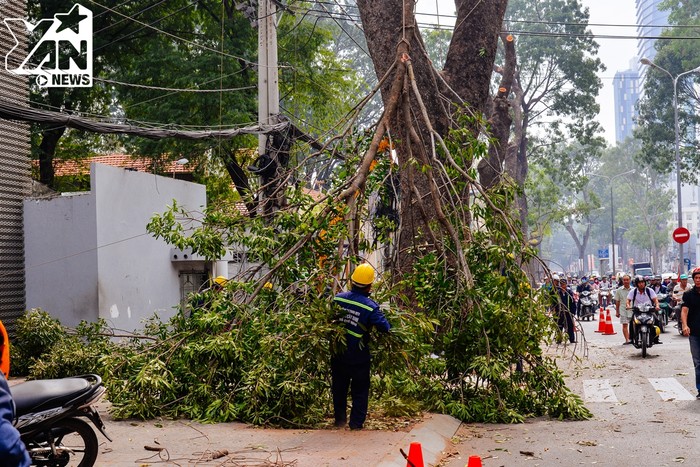 
Một nhánh cây lớn đang được đưa xuống. Trước khi đốn hạ cả cây, việc tỉa cành là bắt buộc để có thể dễ di chuyển vì những cây trên đoạn đường có chiều dài lên tới 15 mét.