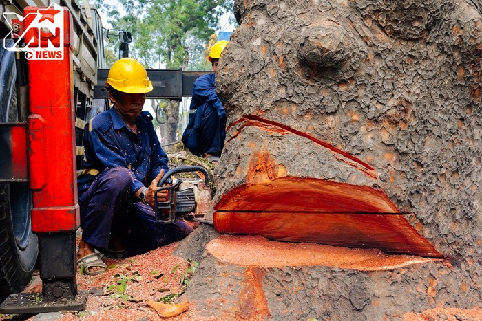 
1 gốc cây có tuổi thọ hơn trăm năm sắp “từ trần” để phục vụ cho việc phát triển thành phố hiện đại hơn.
