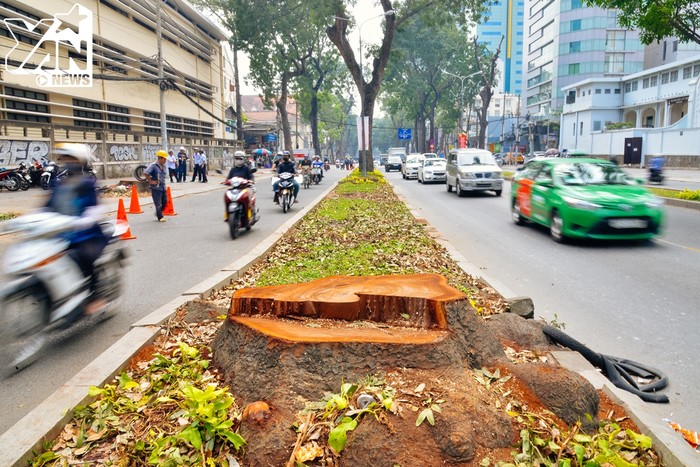 Sài Gòn: Đường Tôn Đức Thắng dần trở nên khác lạ sau khi chặt hạ và di dời cây xanh