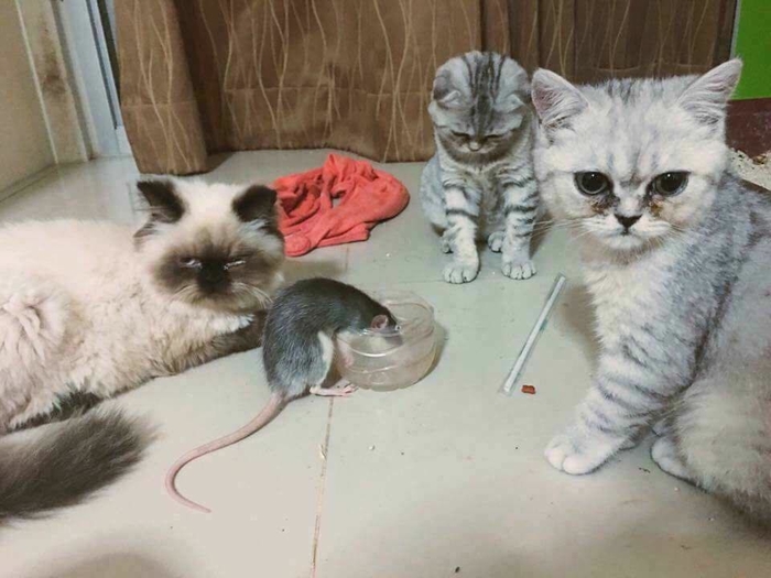 Ba chú mèo bất lực nhìn con chuột ngang nhiên dành thức ăn trước mặt mình