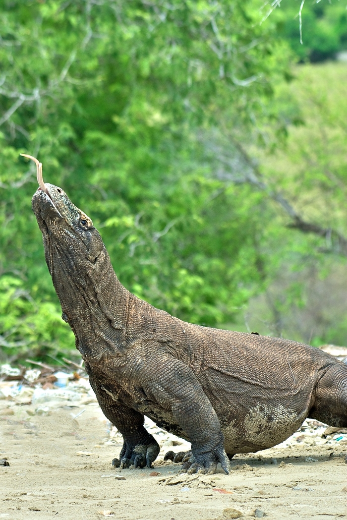Chiêm ngưỡng vẻ oai phong của rồng đất Komodo
