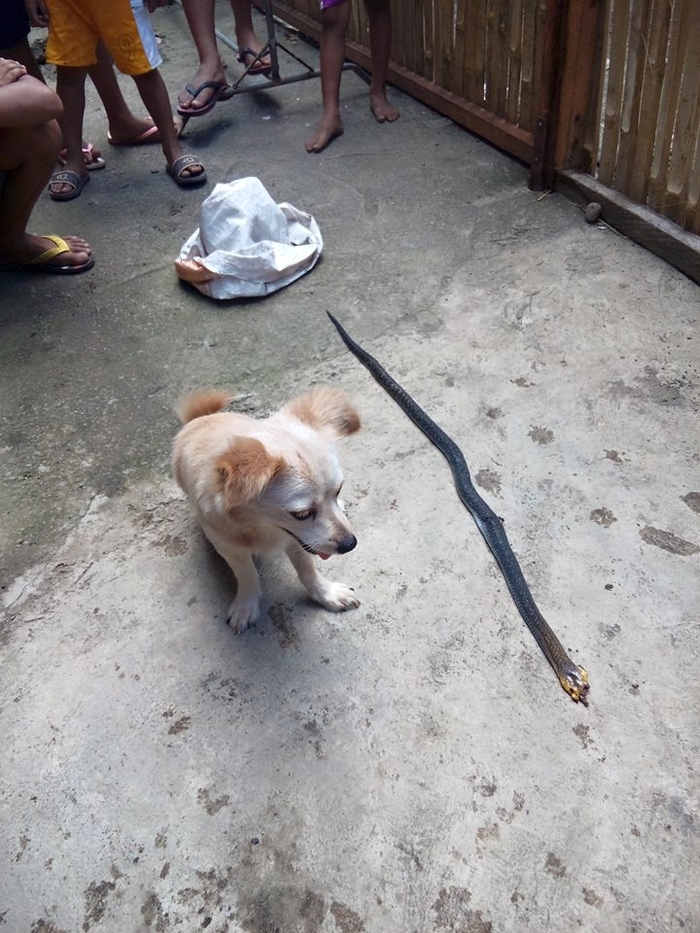 
Chú chó nhỏ mừng rỡ khi đã cắn được rắn độc.