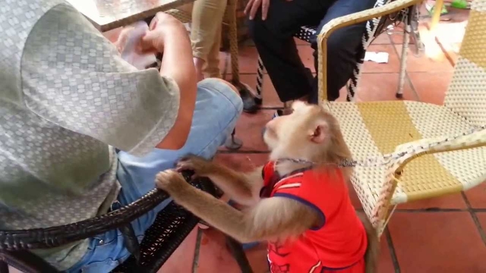 Chuyện chú khỉ mang về tiền triệu cho người chủ già mỗi ngày để trả ơn gây sốt MXH