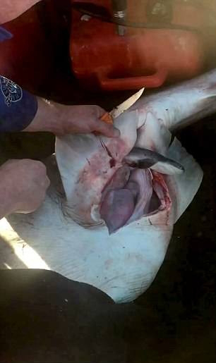 Nhờ nhanh trí, một ngư dân Australia đã cứu được 100 sinh mạng khỏi bụng cá mập đã chết
