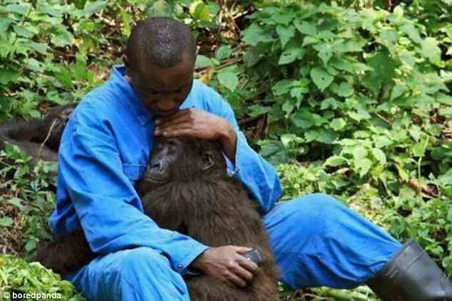 
Nhân viên vườn thú đang vỗ về, an ủi một chú khỉ đột vừa mất cả cha lẫn mẹ.