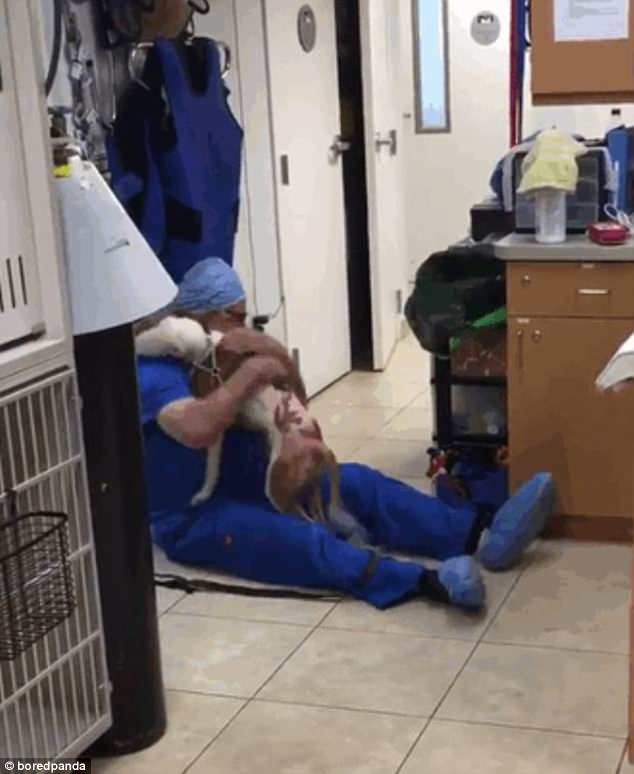 
Sau khi trải qua phẫu thuật, chú chó bị bỏ rơi này đã chạy lại, dụi đầu vào lòng người bác sĩ thú y đã cứu sống mình.