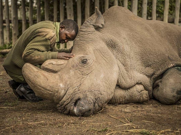 
Dù đã rất nỗ lực bảo vệ và cứu chữa nhưng những nhân viên tại khu bảo tồn Ol Pejeta ở Kenya cùng nhiều nhà khoa học khác vẫn không thể duy trì được mạng sống cho Sudan - chú tê giác trắng cuối cùng của thế giới.