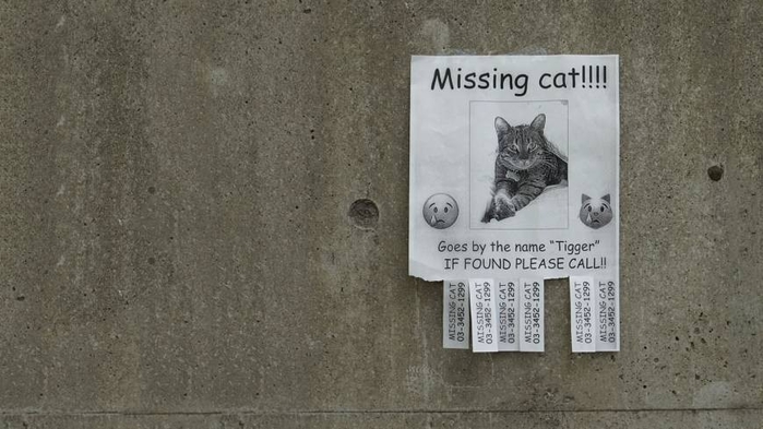 Những tờ rơi có nội dung "tìm trẻ lạc" được dán nhiều nhất tại những khu vực mà mèo đi lạc thường xuất hiện.