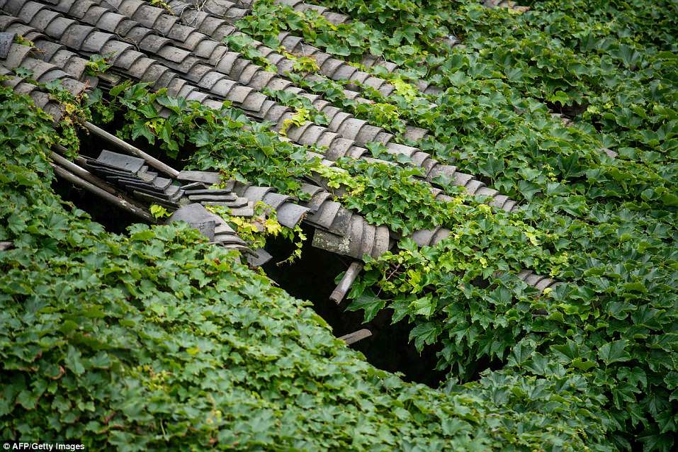 Ngôi làng bị lãng quên suốt 30 năm, cây cối phủ kín các mái nhà và câu chuyện phía sau ít ai ngờ!