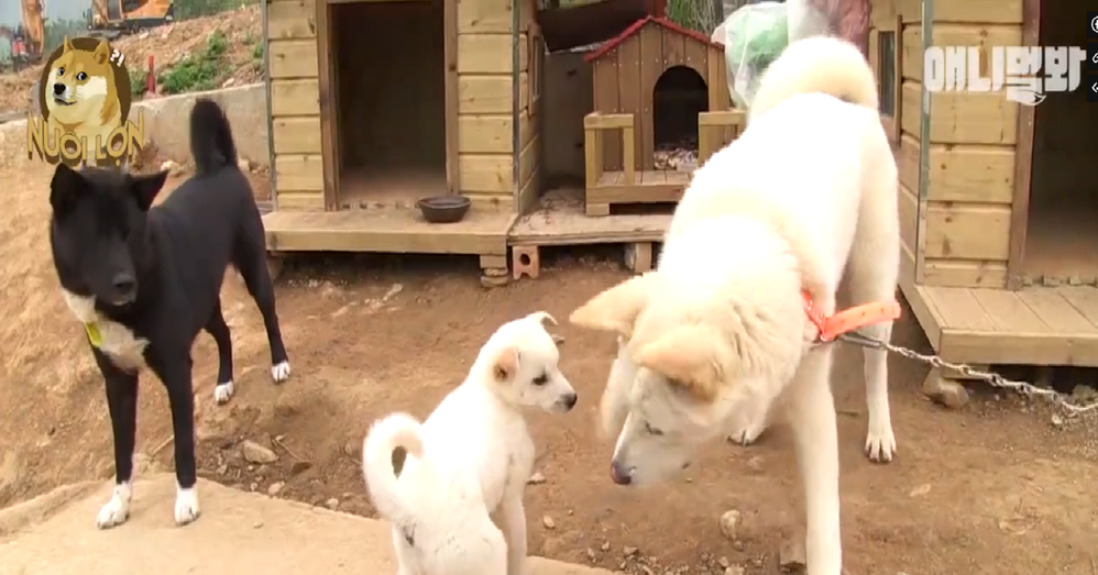 
Soojung được hai chú chó lớn chăm sóc chu đáo như con ruột của mình.