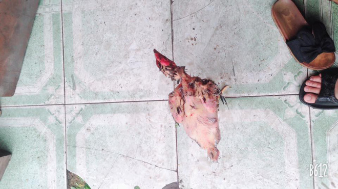 
Con gà đã chạy vào nhà sau khi đi chán ở sân - Ảnh: FB