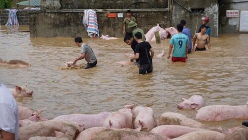 Thanh Hoá: 13 người chết, mất tích, người dân “bì bõm” lội trong bùn sau mưa lũ