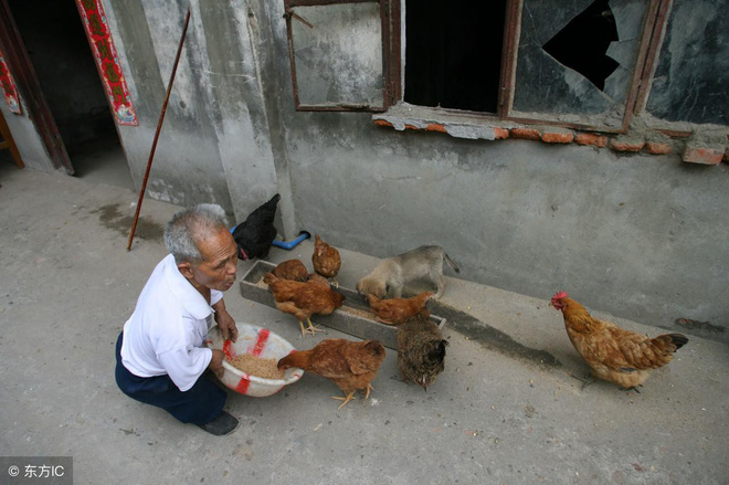 
 Ông Mao vẫn có thể cho hàng trăm con gà, chó, mèo, lợn… ăn