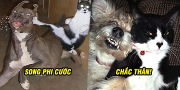 Loạt ảnh khắc họa mối quan hệ "không đội trời chung" của hai loài thú cưng đáng yêu nhất quả đất Loạt ảnh khắc họa mối quan hệ "không đội trời chung" của hai loài thú cưng đáng yêu nhất quả đất