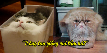 Loạt ảnh cười ngả nghiêng khi loài mèo lầm tưởng mình là chất lỏng thần kì Loạt ảnh cười ngả nghiêng khi loài mèo lầm tưởng mình là chất lỏng thần kì