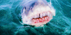 Siêu cá mập Megalodon: Bạo chúa thống trị thời tiền sử, đến khủng long còn phải sợ phát khóc Siêu cá mập Megalodon: Bạo chúa thống trị thời tiền sử, đến khủng long còn phải sợ phát khóc