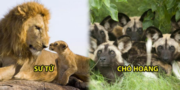 Top 5 "ông bố" chăm con giỏi nhất thế giới động vật: Bất ngờ với vị trí đầu tiên Top 5 "ông bố" chăm con giỏi nhất thế giới động vật: Bất ngờ với vị trí đầu tiên