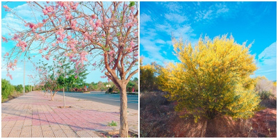 Đến Phan Thiết mùa này, bạn sẽ chìm trong sắc hồng – vàng quyến rũ