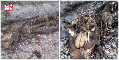 Phát hiện xác thủy quái kì dị trôi dạt vào bờ biển Anh